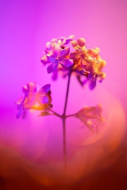encyclopedia of magical herbs pdf